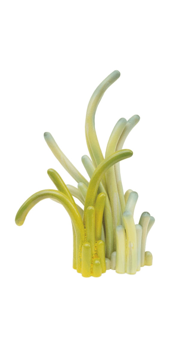 LPDO – Safia Hijos – Albuca Spiralis1