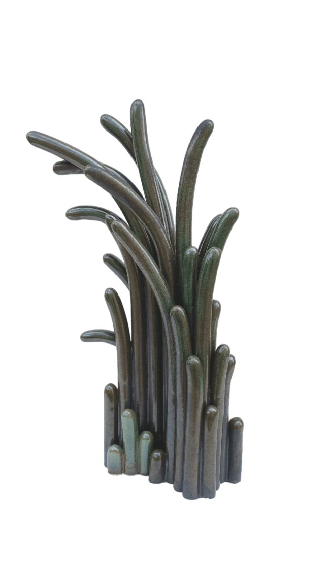 LPDO – Safia Hijos – Tillandsia Ionantha1